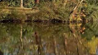 Autumn Leaves sung by Ozzie Bailey with Ray Nance and Duke Ellington.