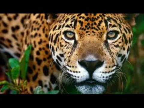 El yaguareté - Eustaquio "Papi" Miño