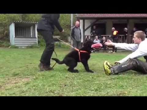 Irak vom Teufelshang - obedience and protection