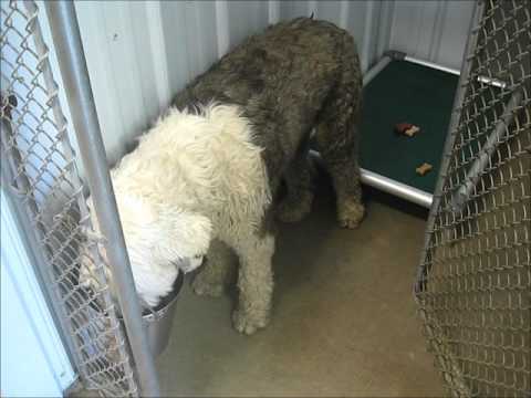 Ella, an adopted Old English Sheepdog in Marseilles, IL_image-1