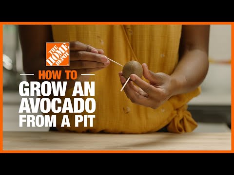 How to Grow an Avocado From a Pit | Edible Gardening |...