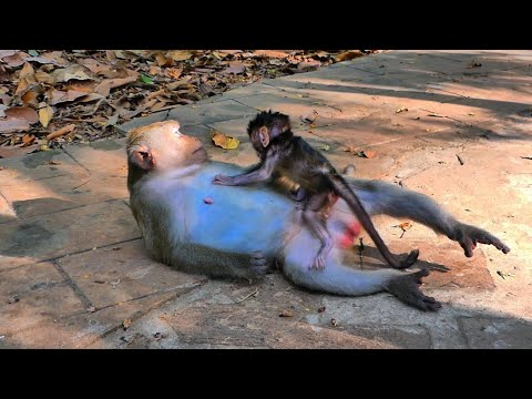 News update! Lovely baby ASTRO is gone. Mommy ASTRA has no baby with her again. l Amber troop