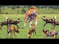 Unbelievable... Angry Lion Kills 10 wild Dogs When It Attacks Cubs - Lion Vs Wild Dog