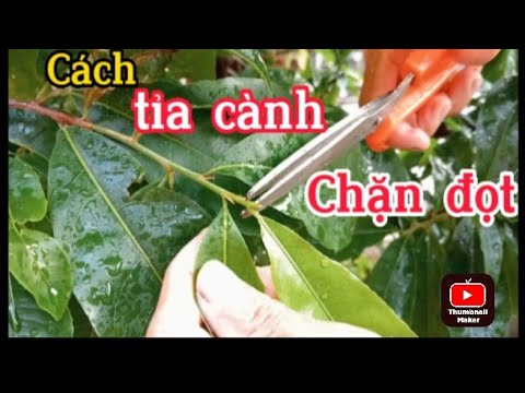 Cách tỉa cành,chặn đọt hợp lý nhất |@anhbayxunau