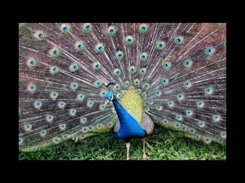 Hussain Sayeeduddin  Dagar  Hameer  1997     N Zahiruddin Dagar and Ustad N Faiyazuddin Dagar.