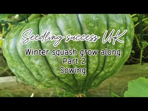Winter Squash Sowing: UK Gardeners - Part 2