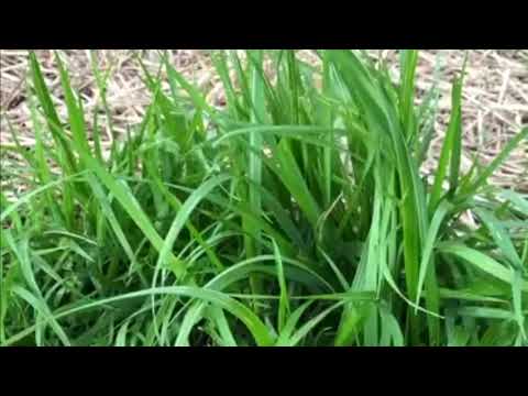 Sweet Grass identification & fun facts