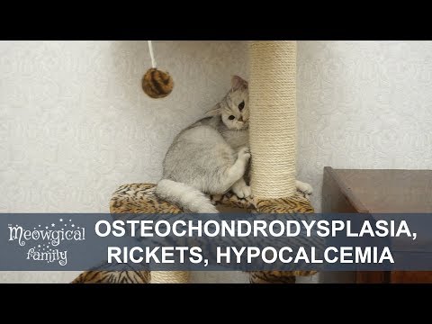 Osteochondrodysplasia, rickets, hypocalcemia in Scottish fold and straight cats