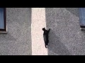 Felix Cleverest Cat Entry For Milly