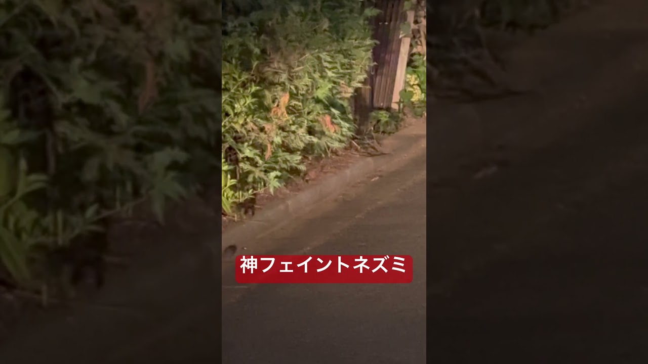 猫を欺く、ネズミの頭脳プレイ