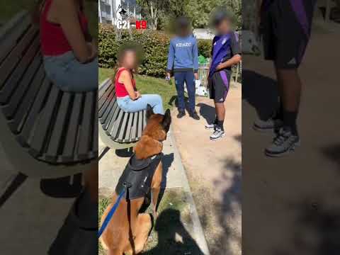 Belgian Malinois Saves Girl From Bullies