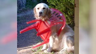 If you are bored, GOLDEN RETRIEVERS are the best solution - Funniest DOGS