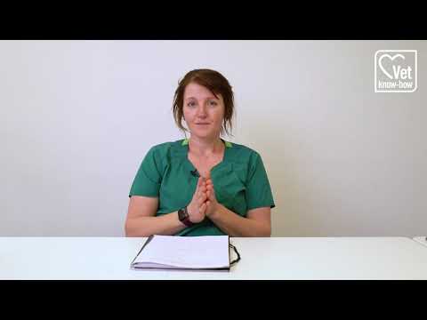 Let's talk about fleas!