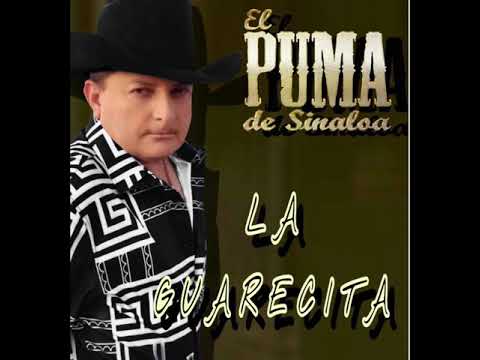EL PUMA DE SINALOA LA GUARECITA