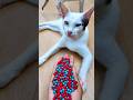 Satisfying Cat ASMR 🌈 Marble Reverse Magic#shorts #cat #cute #shorts #satisfying