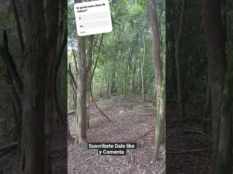 no agarramos ningún pescado((T_T))#itacaruare#misiones#nature