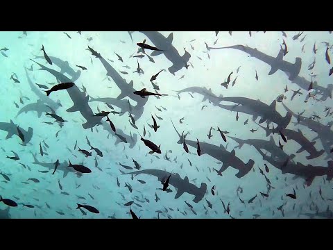 Diving in Galapagos 17 24 October 2022