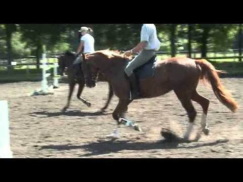 Quaterback-Granikos Stute * 2008