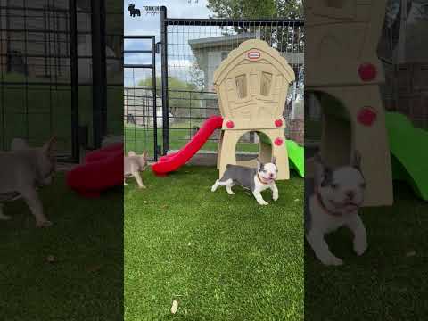 Video 1