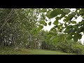 Swaying Trees In The Wind Rumbling Leaves Relaxing Wind