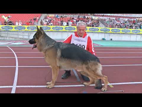 N 026 Uvo dell‘ Alto Ofanto - Nachkommengruppen BSZS-2023