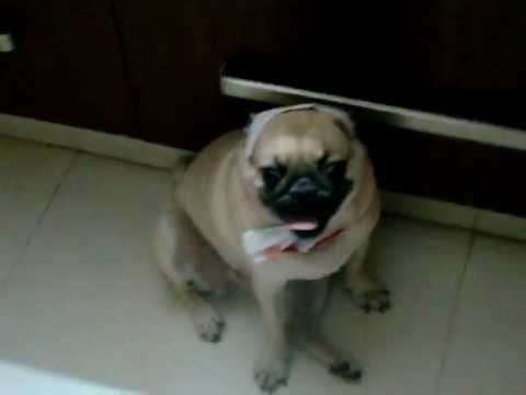 tammy the pug got cold