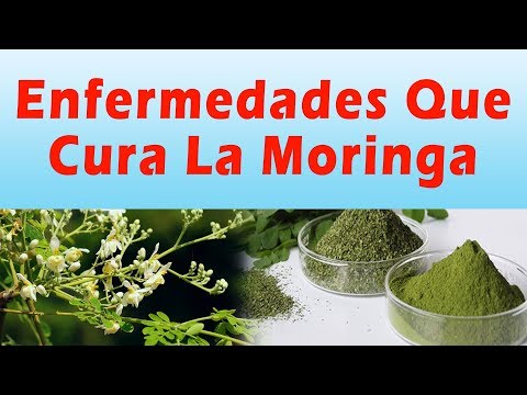 Para Que Sirve La Planta Moringa - Sus Beneficios y Propiedades