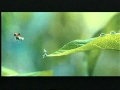 1001 Pattes Bande Annonce