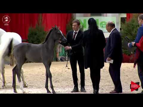 N.105 FADIA AL AKMAL - Lier 2018 - Futurity Fillies Championship (Class A)