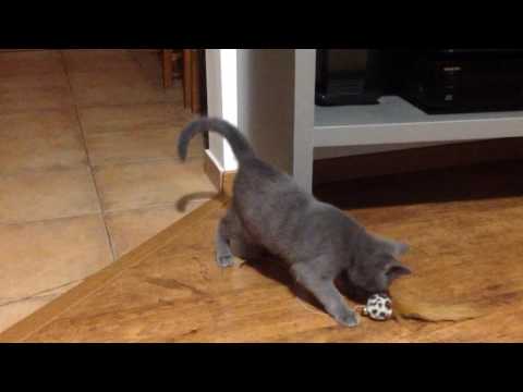 Onyx Robin Brdská smečka