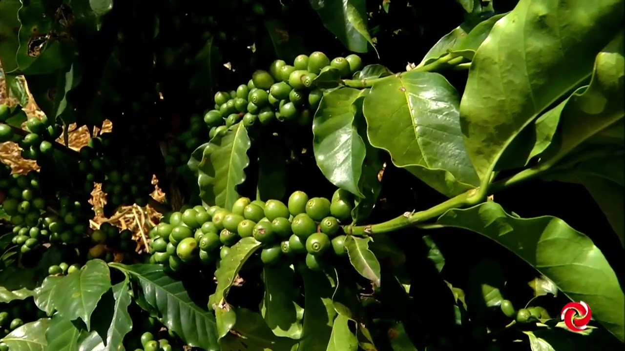 Mercado aguarda novo levantamento da safra de café