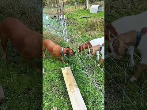 #funnydogs#cute#doglover#doglife#cure#dogshorts#pet#doglife#dogshorts