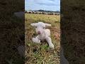 Cordero recién nacido 🐑❤️