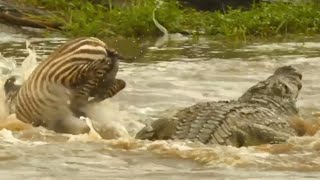 Zebras Facing Crocodile Attacks During River Crossings: Crocodile Ambush - Survival Struggle