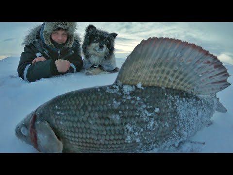 Äijä Käsivarren erämaassa | Kaamospäivän harjukset