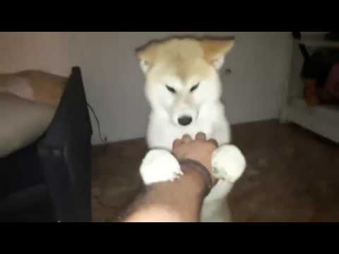 Akita Inu present promotion of FB group