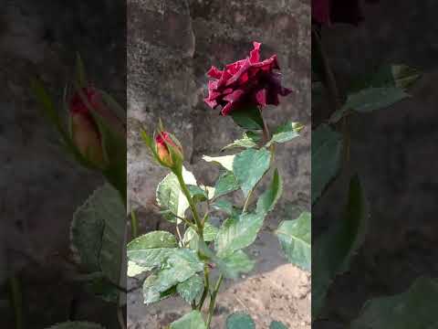 Dark black rose |#short |Asheesh Garden