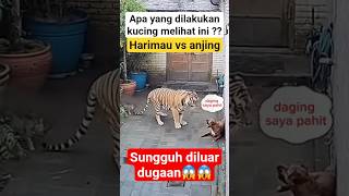 Download lagu Harimau Mau Mangsa Anjing, Tapi Datang Pahlawan Kucing! Langsung Lari Ketakutan #anjing #kucinglucu mp3