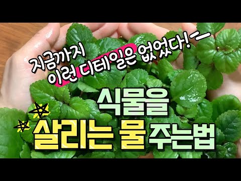 [유튜브] 식물을 살리는 물주는 방법!