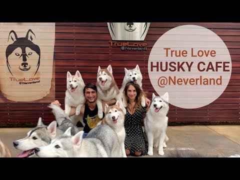 Husky Cafe "True Love@ Neverland" in Bangkok, Thailand