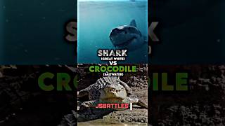 Download lagu Great White Shark vs Saltwater Crocodile mp3 Download lagu Great White Shark vs Saltwater Crocodile mp3