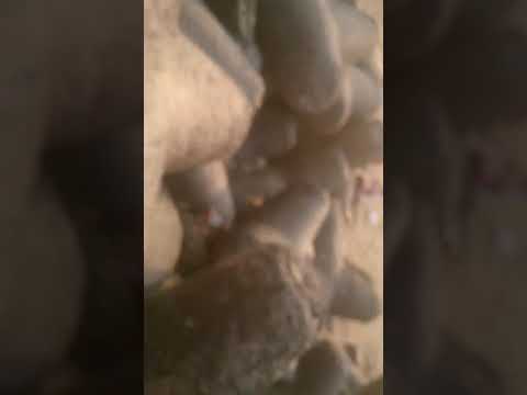 Scenic beauty of chowpatty beach