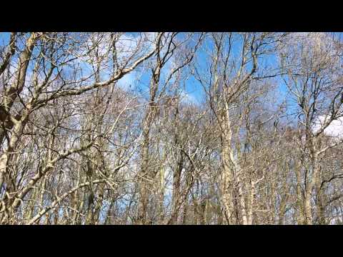 Rågekoloni ved Næsby