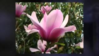 Nicola Conte / Chiara Civello  - Karma Flower   *k~kat jazz café*    SmoothLoft