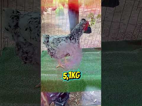 Galinhas Balão Sertaneja Jacobina Bahia 5kg e 6kg