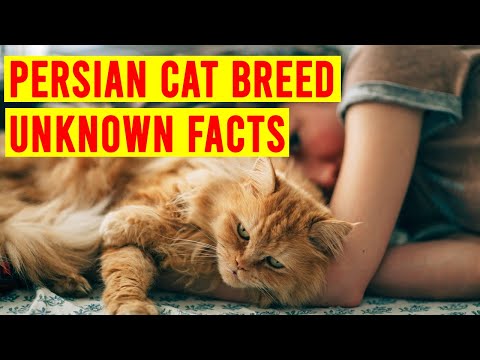 Persian Cat Breed Everything You Need To Know/ All Cats