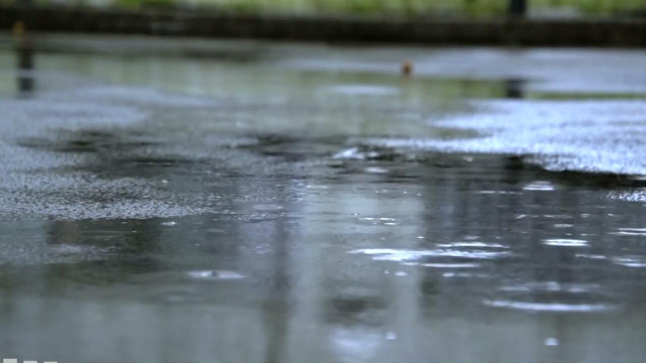 soggy piece of cardboard