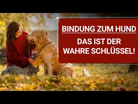 💥🐶 Bonding with your dog 👉 Bonding isn't a one-way street 👉 Don't make this mistake! 🐶💥✔️