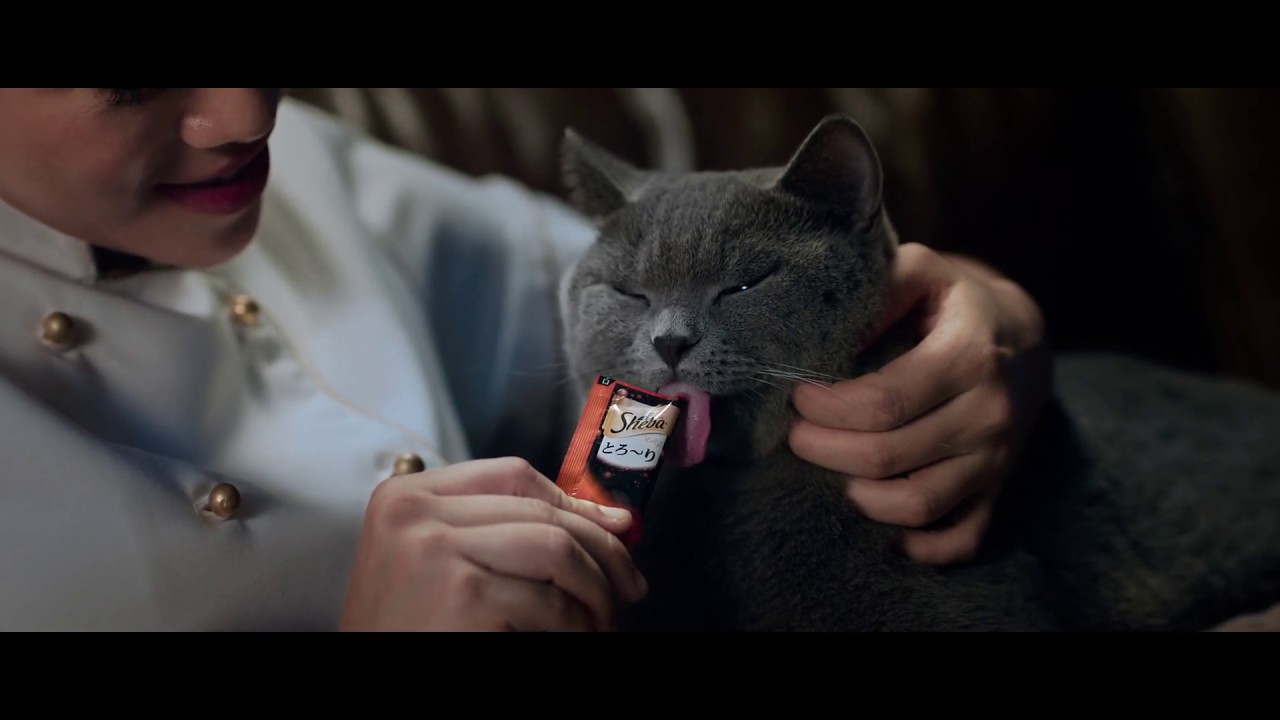 Sheba x Chef, Feline's Culinary Love