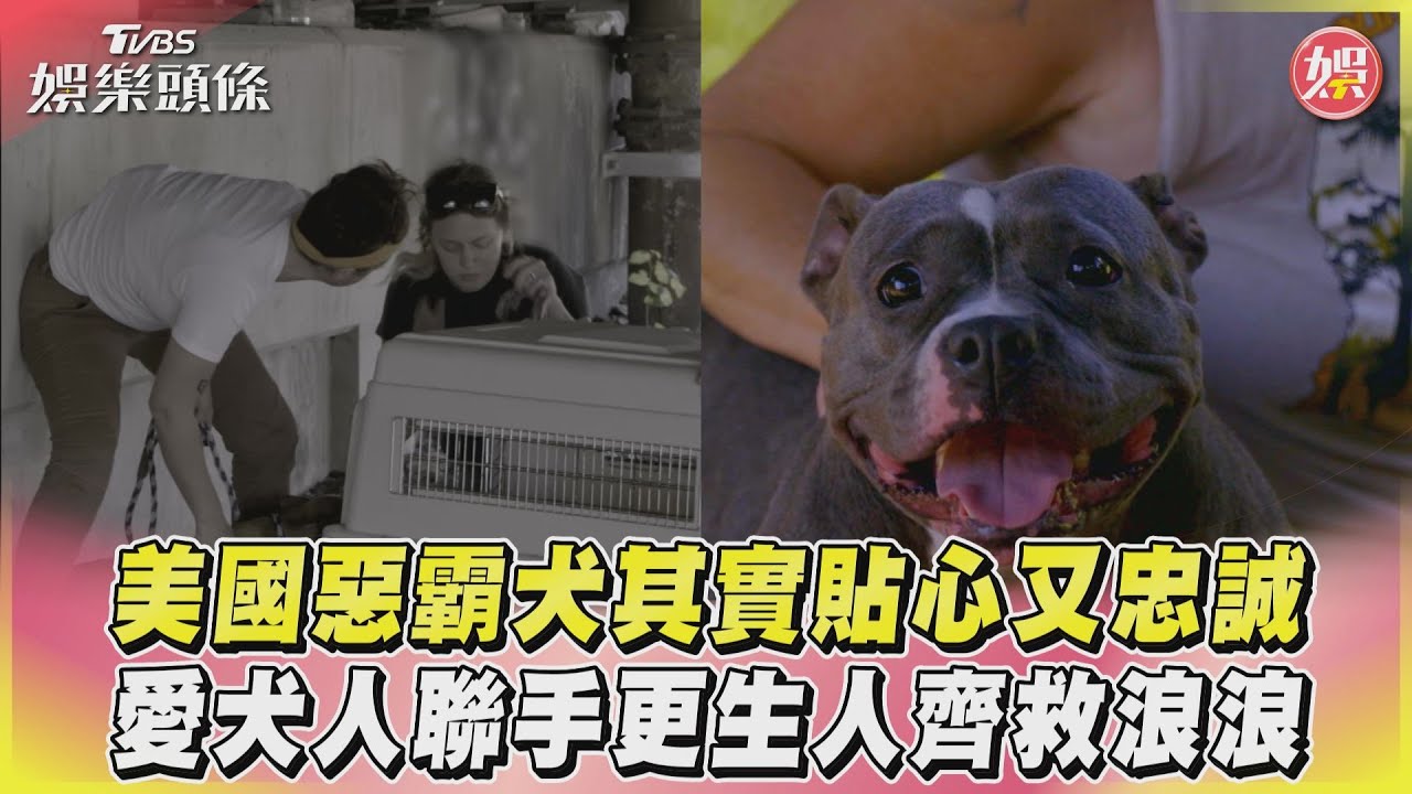 影音／美國惡霸犬其實貼心又忠誠　愛犬人聯手更生人齊救浪浪